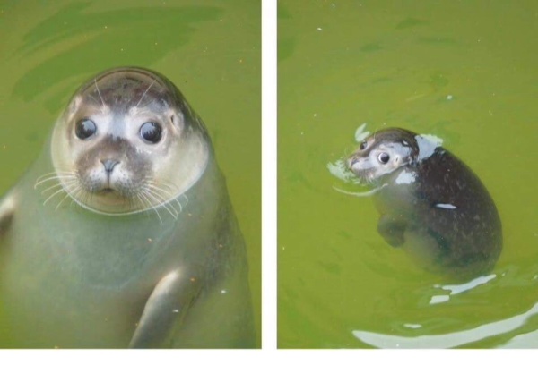 그래서 케모노2는 언제나오냐?_3.jpg