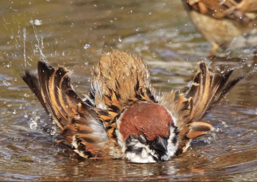 참새 목욕하는거 보구가_2.jpeg