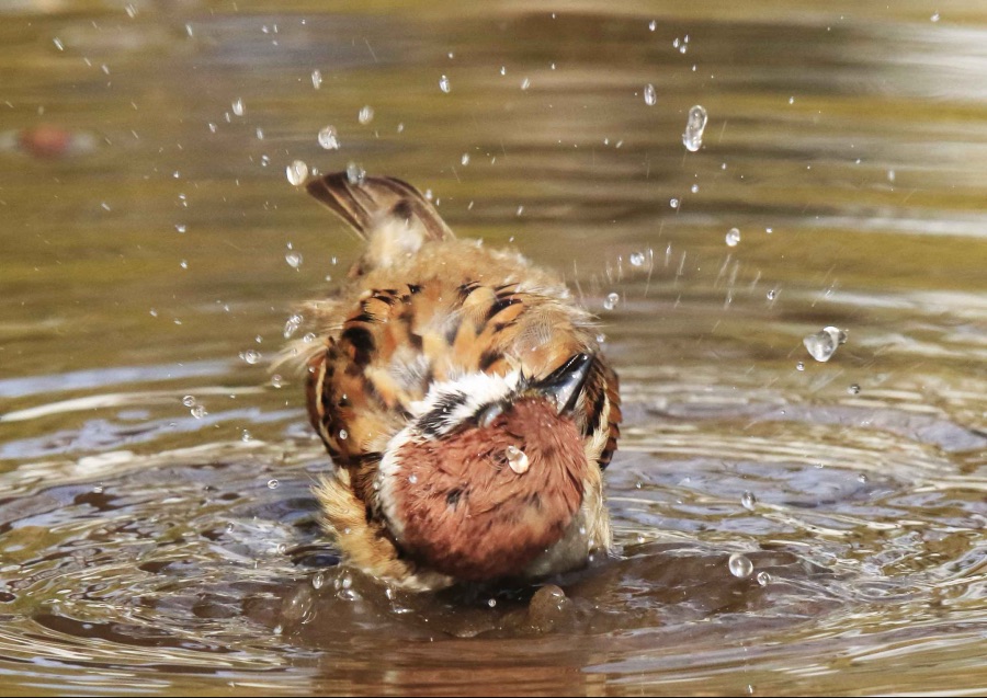 참새 목욕하는거 보구가_4.jpeg