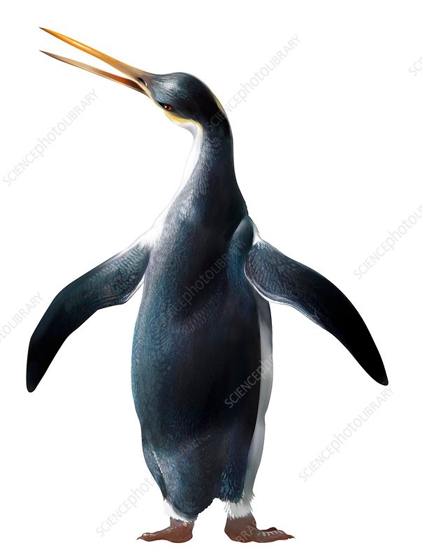 C0407097-Kairuku_waitaki,_extinct_penguin,_illustration.jpg