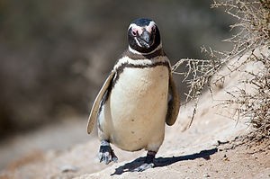 300px-Magellanic_penguin,_Valdes_Peninsula,_e.jpg