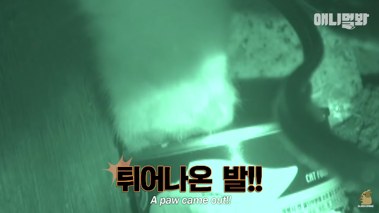 Screenshot_2020-01-24 벽 속에서 2년 만에 꺼낸 고양이 (치고는 통통한데 )ㅣ Cat Living Inside An Enclosed Wall With No Exit For 2 Years (11).png