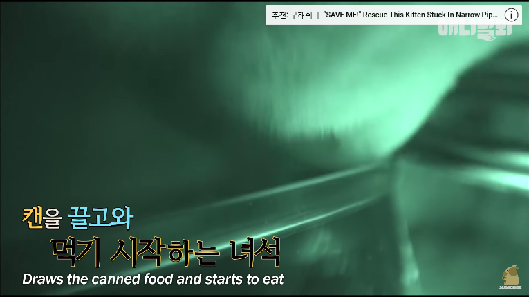 Screenshot_2020-01-24 벽 속에서 2년 만에 꺼낸 고양이 (치고는 통통한데 )ㅣ Cat Living Inside An Enclosed Wall With No Exit For 2 Years (12).png