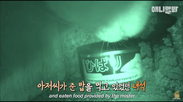 Screenshot_2020-01-24 벽 속에서 2년 만에 꺼낸 고양이 (치고는 통통한데 )ㅣ Cat Living Inside An Enclosed Wall With No Exit For 2 Years (15).png