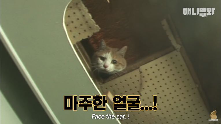 Screenshot_2020-01-24 벽 속에서 2년 만에 꺼낸 고양이 (치고는 통통한데 )ㅣ Cat Living Inside An Enclosed Wall With No Exit For 2 Years (29).png
