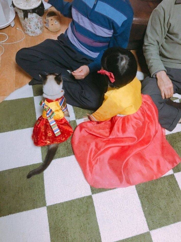 세뱃돈 받는 고양이.jpg_1.jpg