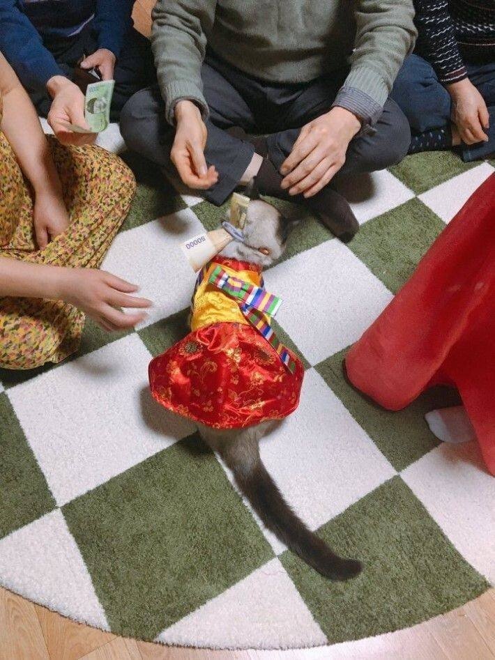 세뱃돈 받는 고양이.jpg_2.jpg