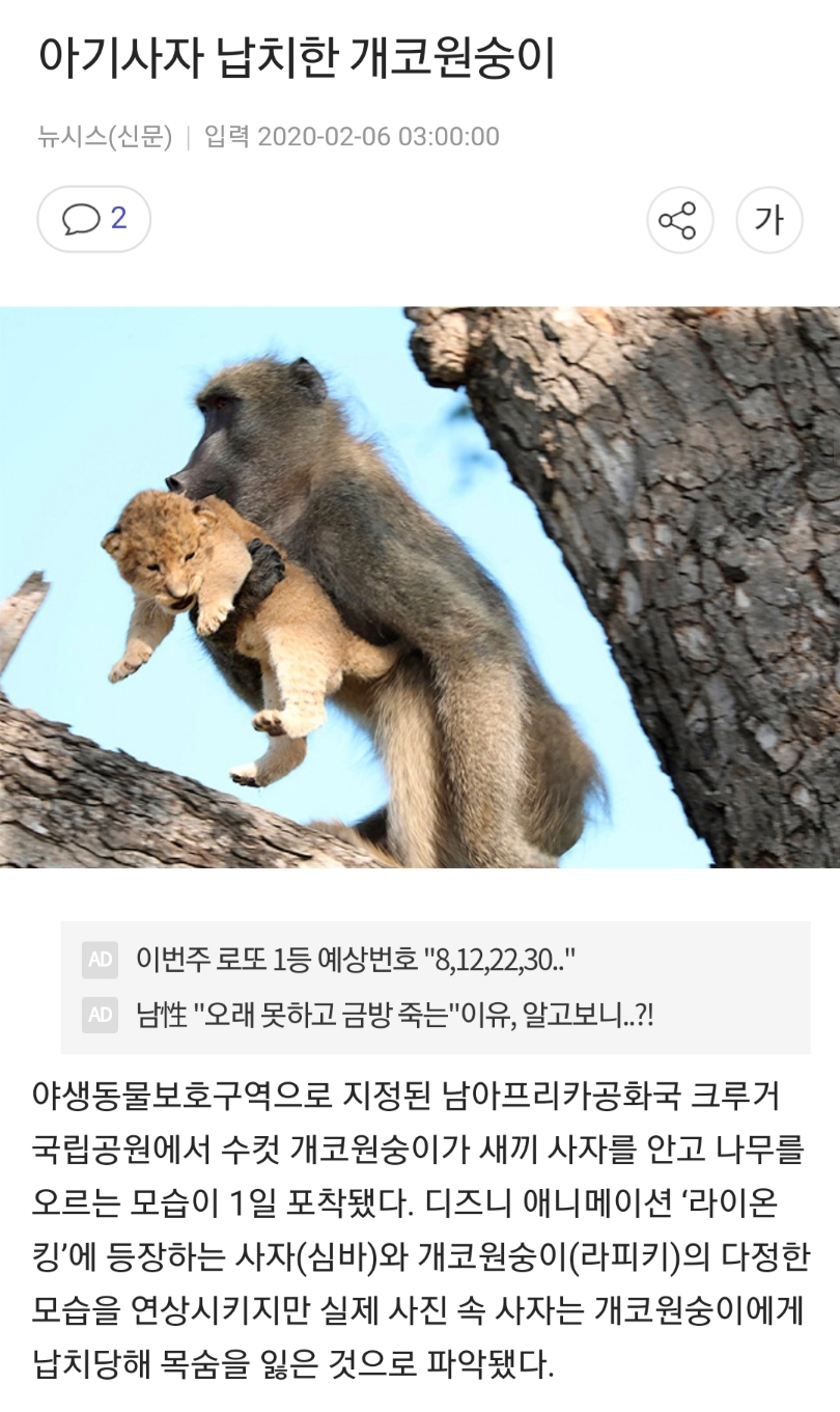 라이온킹.jpgif_1.jpg