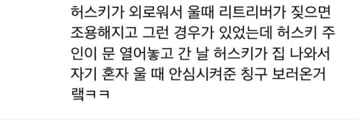 리트리버와 허스키의 만남_4.jpg