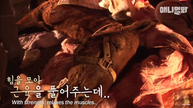 Screenshot_2020-02-17 말도 안되는 일이 일어났습니다 ㅣ What Happened To This Fainted Horse Slowly Dying (5).png