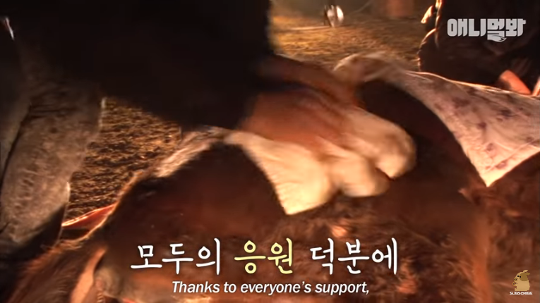 Screenshot_2020-02-17 말도 안되는 일이 일어났습니다 ㅣ What Happened To This Fainted Horse Slowly Dying (9).png