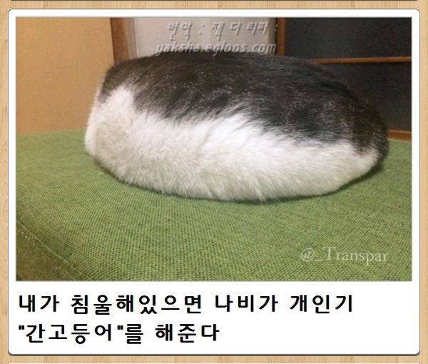 흰둥이-솜사탕_1.jpeg