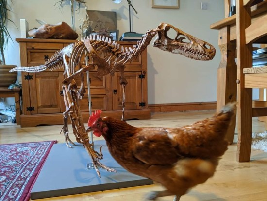 벨로키랍토르Velociraptor 골격과 닭, 대형견의 크기 비교_1.jpg