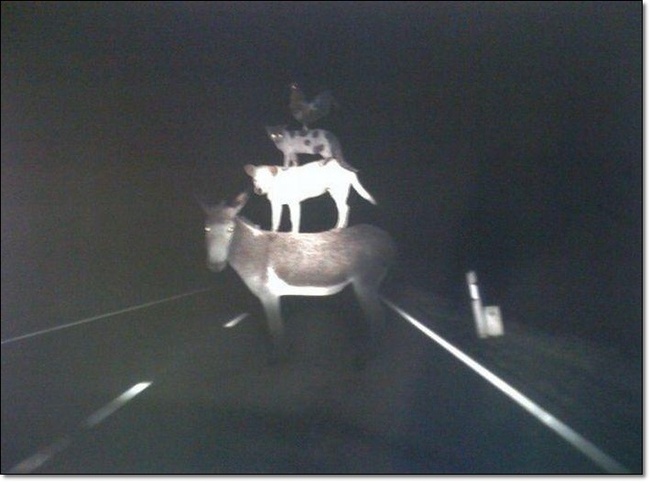 브레멘 음악대 엔딩_1.jpg