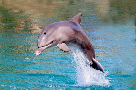 dolphin-wpcf_451x300.jpg