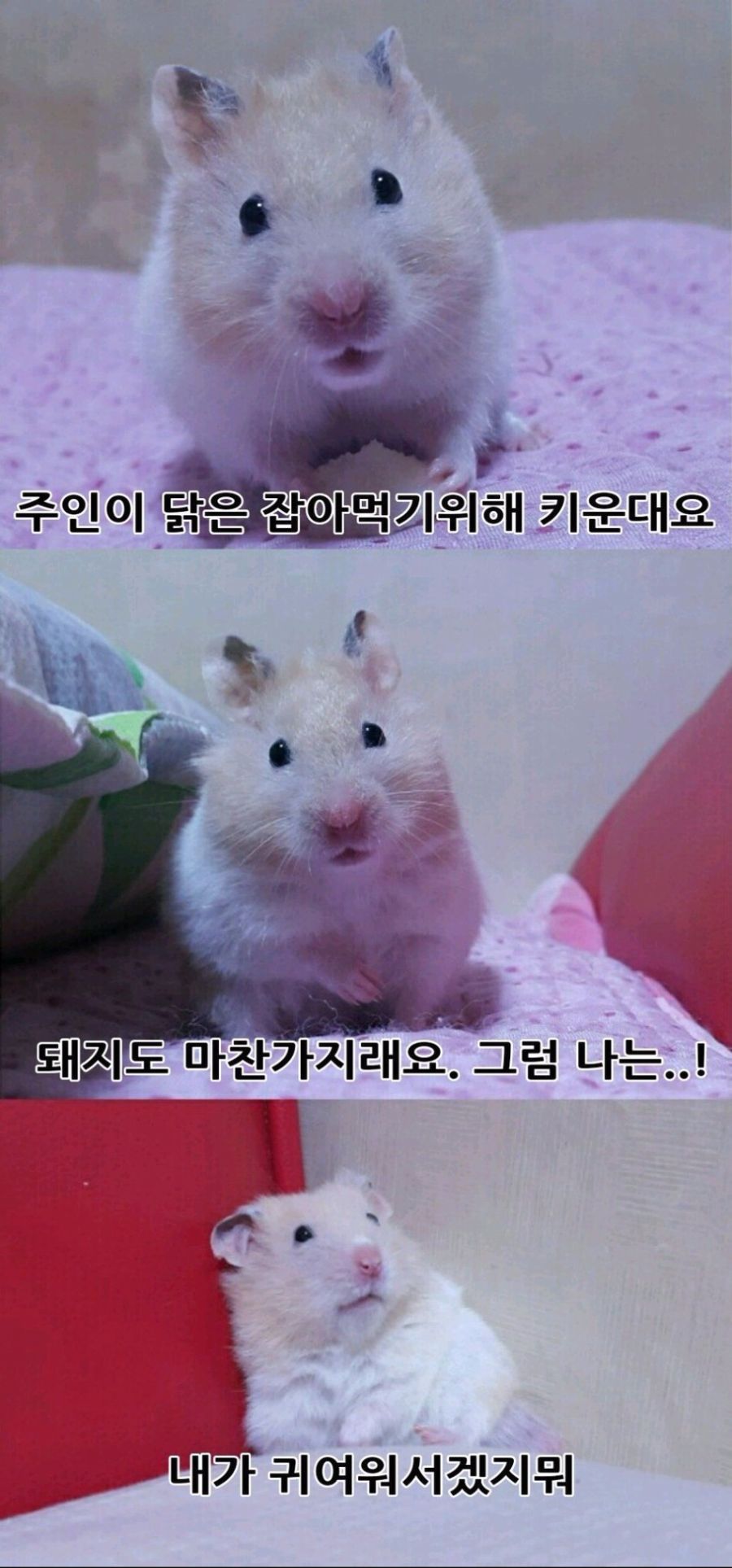햄스터를 기르는 이유 | (백업)유머 게시판(2018-2020) 햄스터를 기르는 이유 | (백업)유머 게시판(2018-2020) | 루리웹