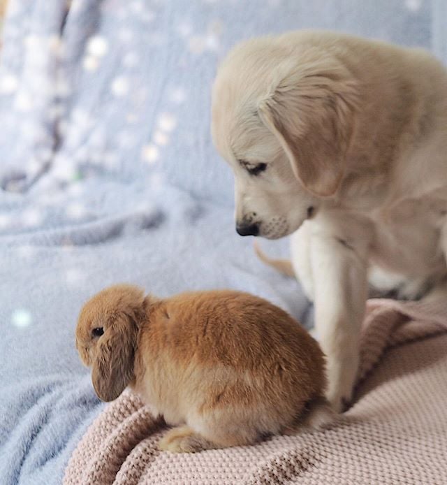 Cute-Pictures-Golden-Retriever-Bunny-Rabbit.jpg