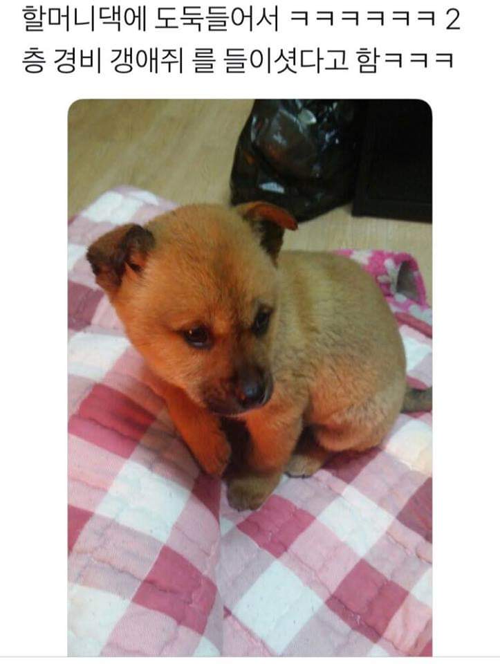 들임 이미지