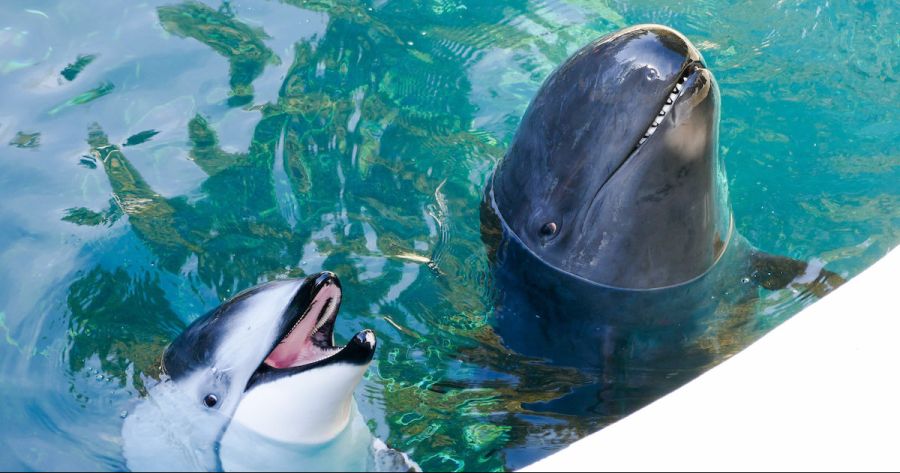 낫돌고래와 범고래붙이_1.jpg