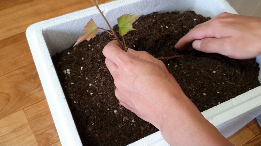 아파트에서 고구마 농사 / 고구마재배 / 미니하우스만들기_3.png