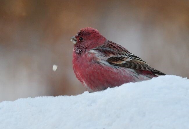 겨울에만 희귀한 확률로 마주칠 수 있는 참새.jpg_7.jpg