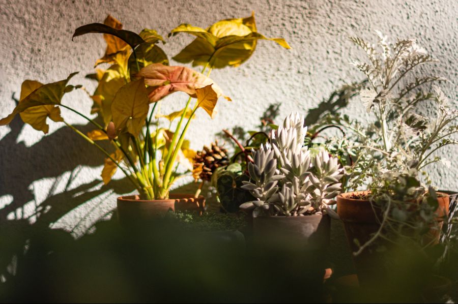 아내의 정원, 자라나는 초록_1.png