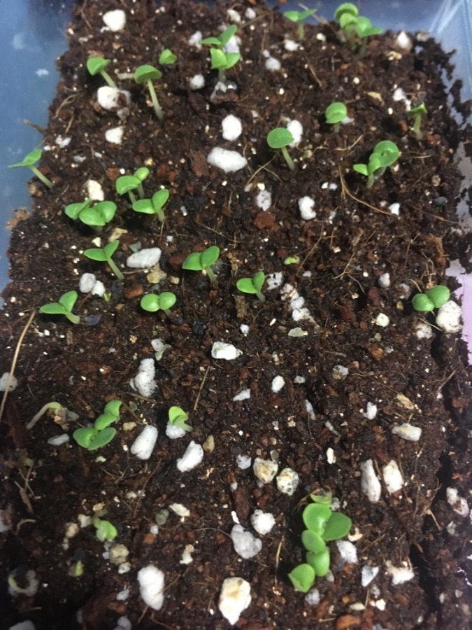 바질 발아시켰습니다~_1.jpeg