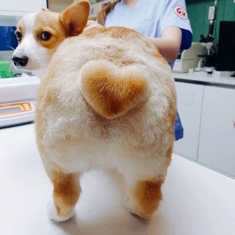 100% 확률로 엉덩이 사진_1.jpg