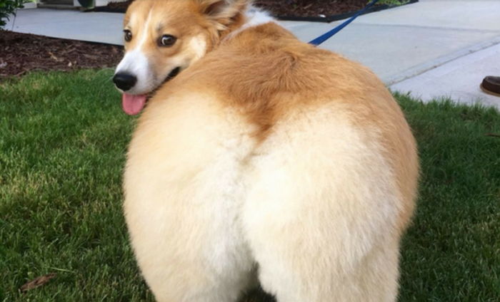100% 확률로 엉덩이 사진_2.jpg
