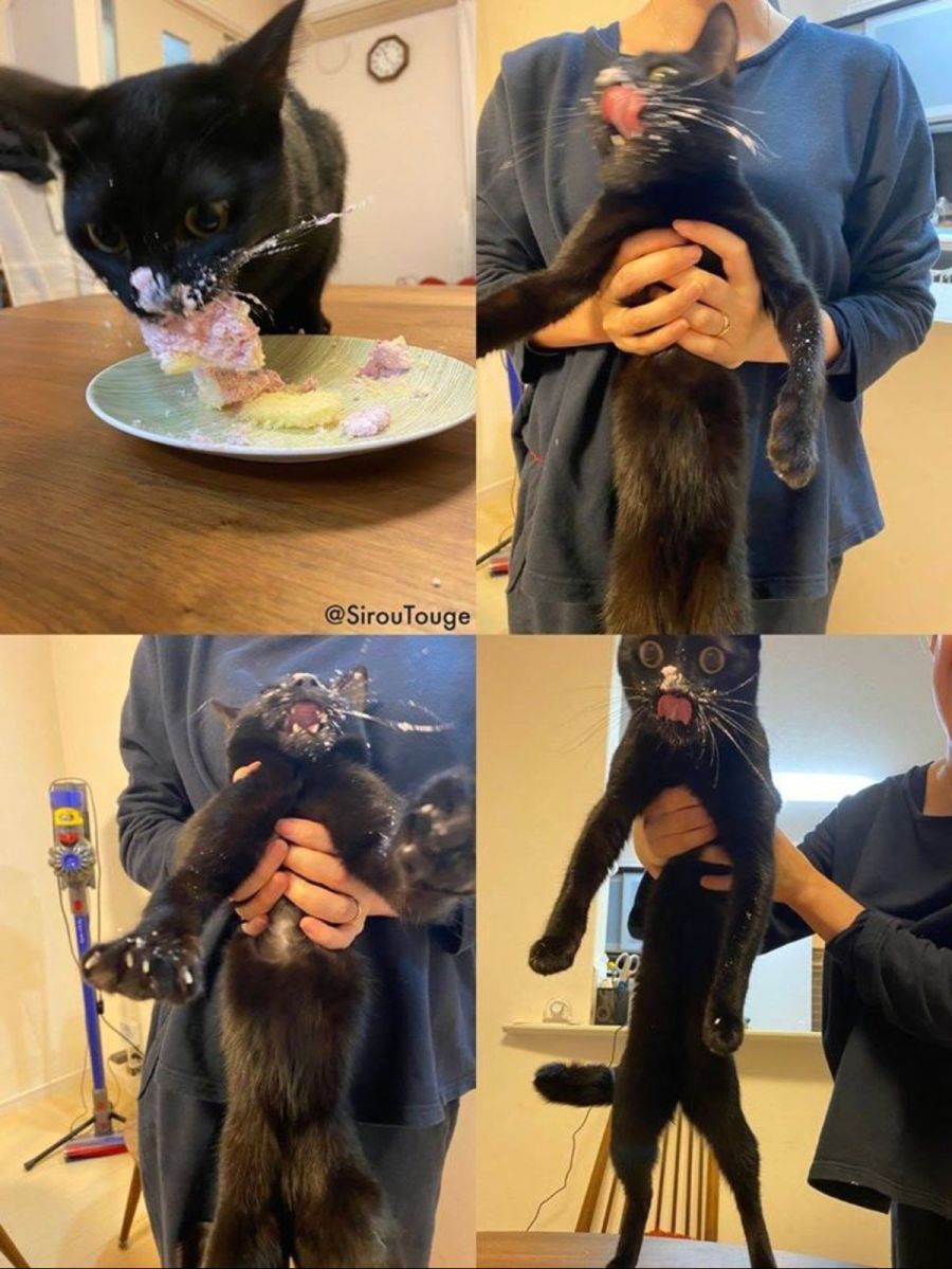 케이크 훔쳐먹는 고양이 의인화_1.jpg