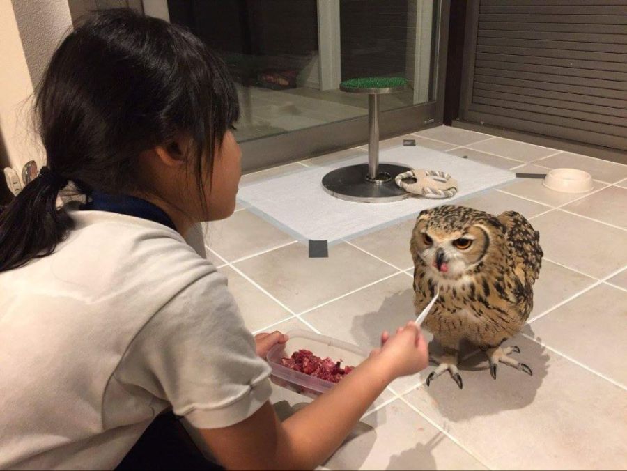 맛있는 것을 먹은 부엉이.jpg_2.jpg