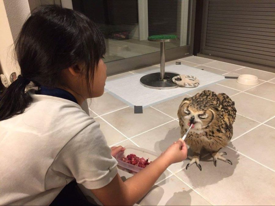 맛있는 것을 먹은 부엉이.jpg_3.jpg