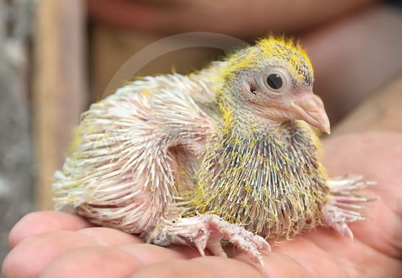 비둘기의 새끼.JPG_3.jpg