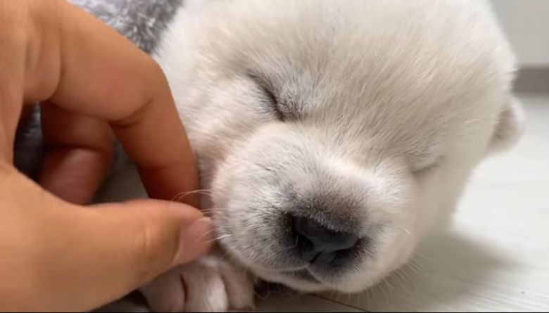 한달된 진돗개_3.jpeg