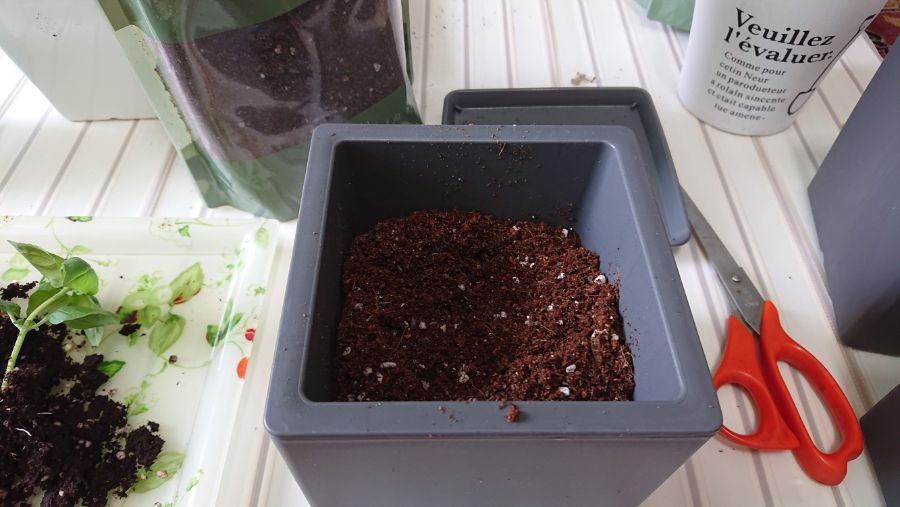 스위트 바질 분갈이 했습니다. (사진13장_데이터주의)_10.jpg