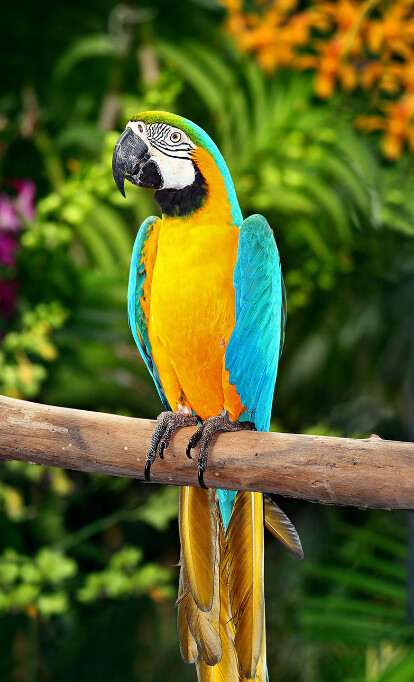Screenshot_2020-06-11 Blue-and-Yellow-Macaw - 참앵무상과 - 위키백과, 우리 모두의 백과사전.png