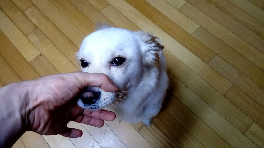 강아지 키우는 사람들은 한 번씩 해보는 장난_1.png