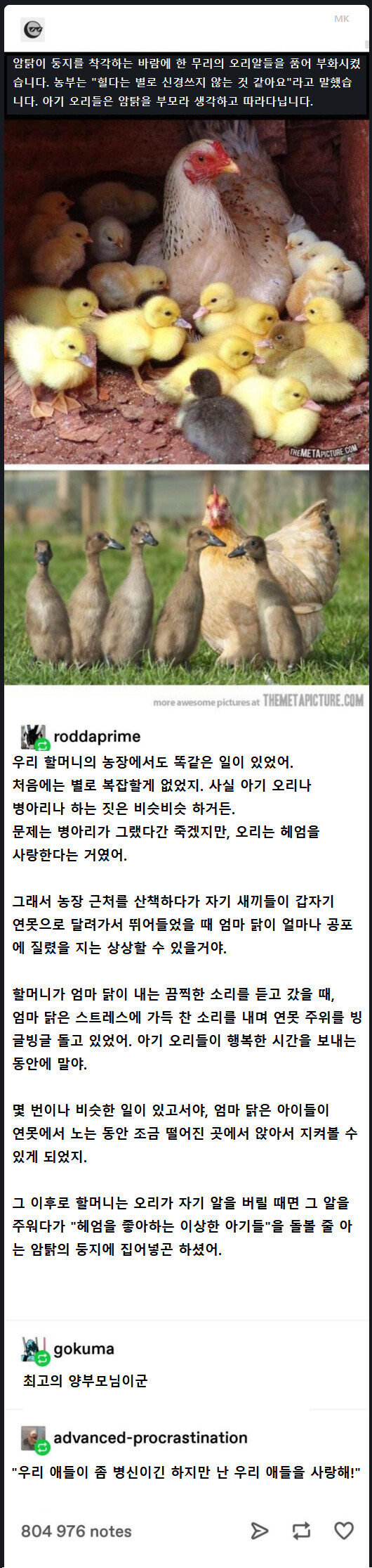 닭이 오리를 길렀을 때 벌어지는 일_1.png