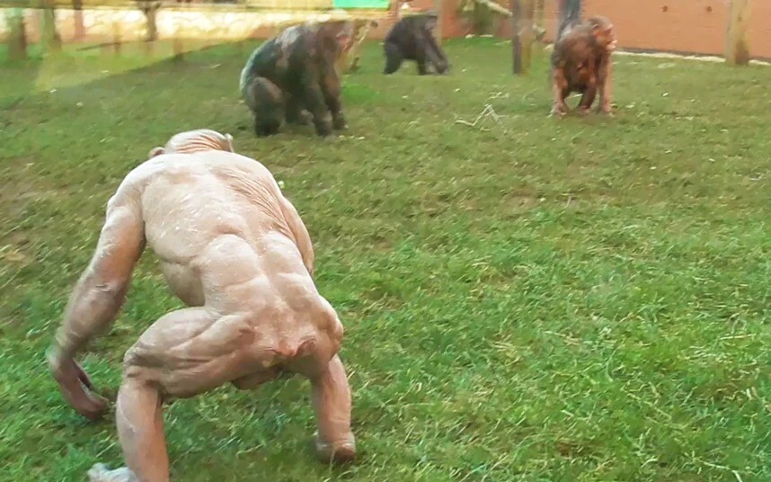 털 없는 침팬치_3.jpg