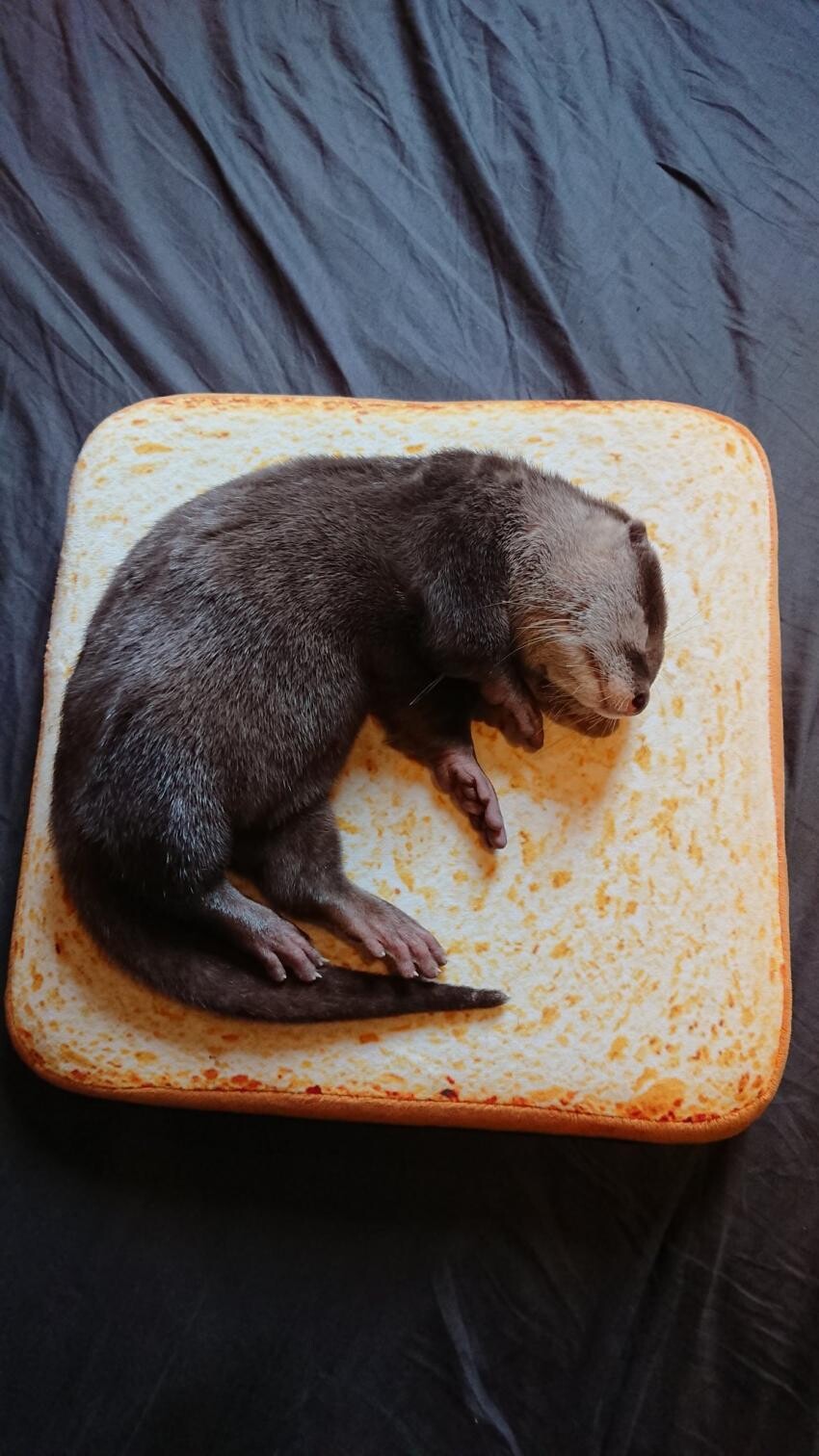 수달고기 샌드위치.jpg_1.jpg