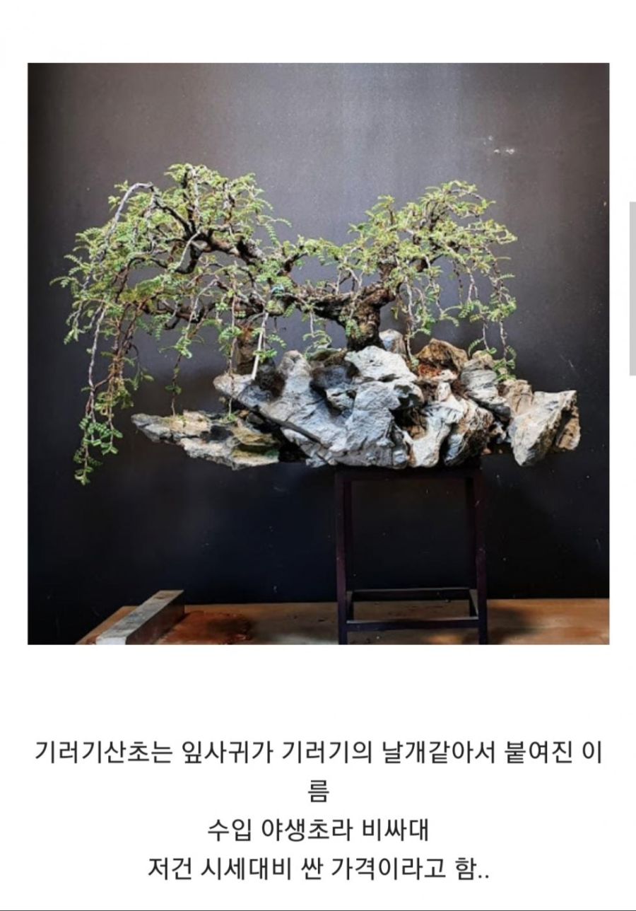 풀떼기를 9억원에 파는 중고나라_2.jpg