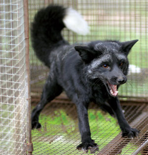 19아님) 인간에게 우호적인 여우끼리 교배!_2.jpg