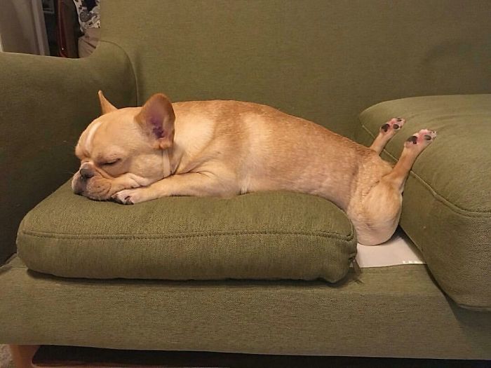 funny-dog-sleeping-positions-hyperlaxity.jpg