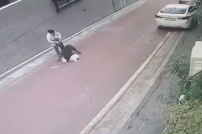 로트와일러 견주 "내가 죽더라도 개는 안락사 못 시킨다"_2.jpg