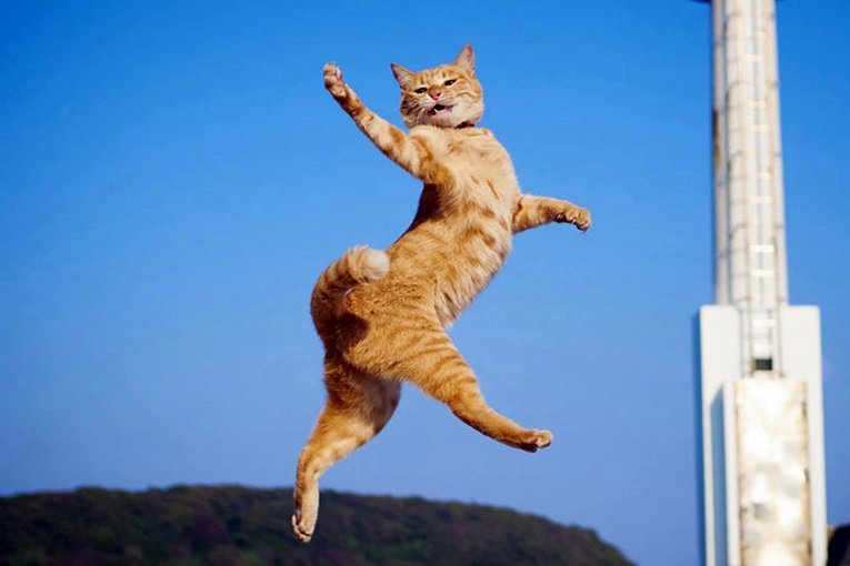 funny-dancing-cats-105-5bf0918fa0284__700.jpg