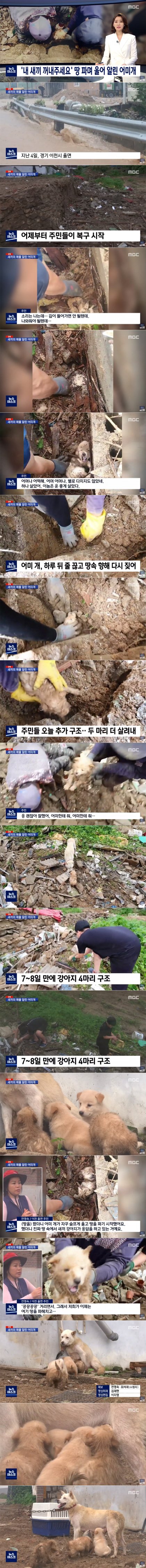 '내 새끼 꺼내주세요' 도움 요청한 어미개_1.jpg