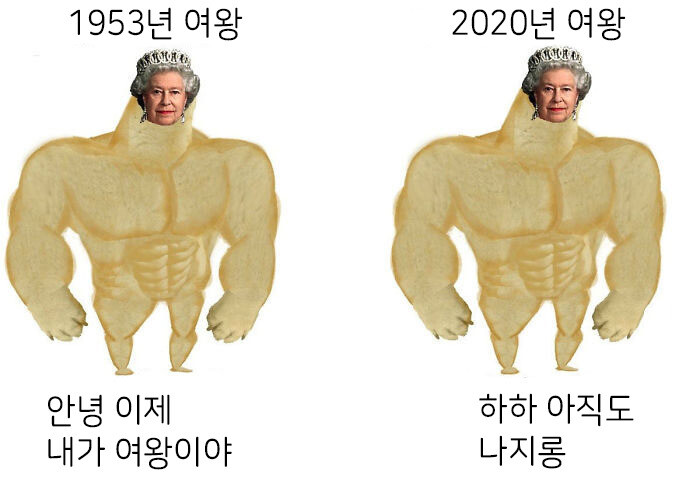 시대에 따라 변화하는 강아지 밈 근황.jpg_7.jpg