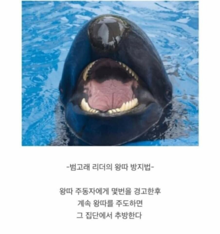 동물별 왕따 방지방법_1.jpg
