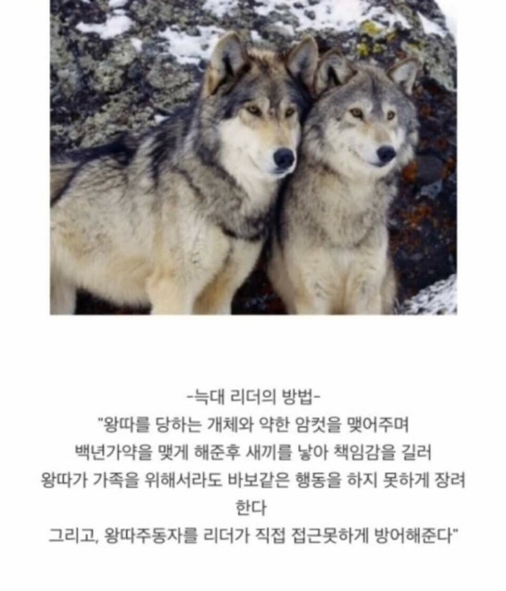 동물별 왕따 방지방법_2.jpg