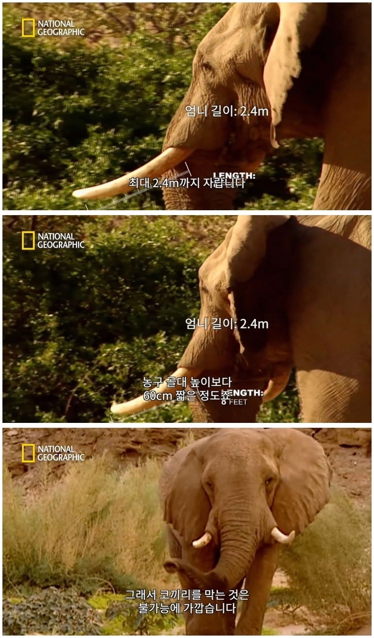 코뿔소 vs 코끼리_3.jpg